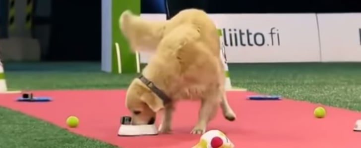 Golden Retriever Obedience Challenge | Video