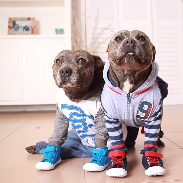 Pit Bulls in Pajamas