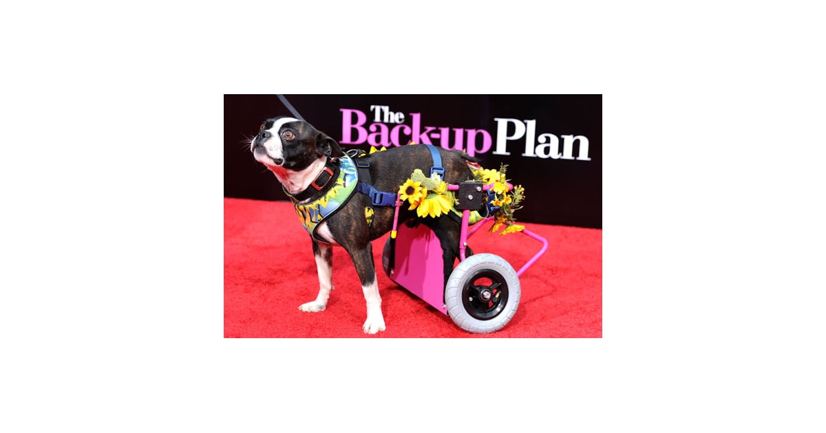 Pictures of the Dog From The Backup Plan POPSUGAR Pets
