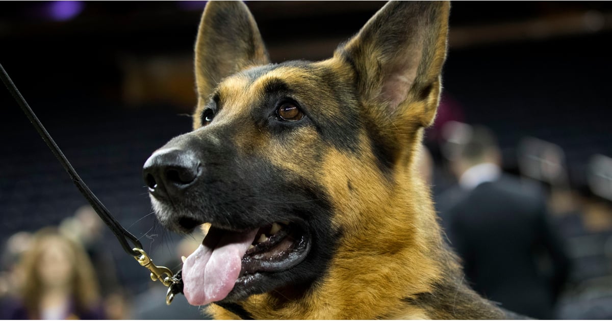 Rumor the German Shepherd Wins Best in Show at Westminster POPSUGAR Pets