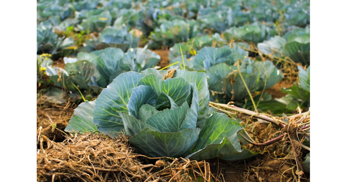 Plant in the Full Sun Fall Vegetable Gardening Tips POPSUGAR Food