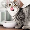 Your Cat Is Totally Allowed to Eat These 7 Human Foods — We Asked 2 Vets to Be Sure