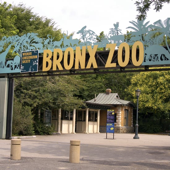 Where to Watch The Zoo Online