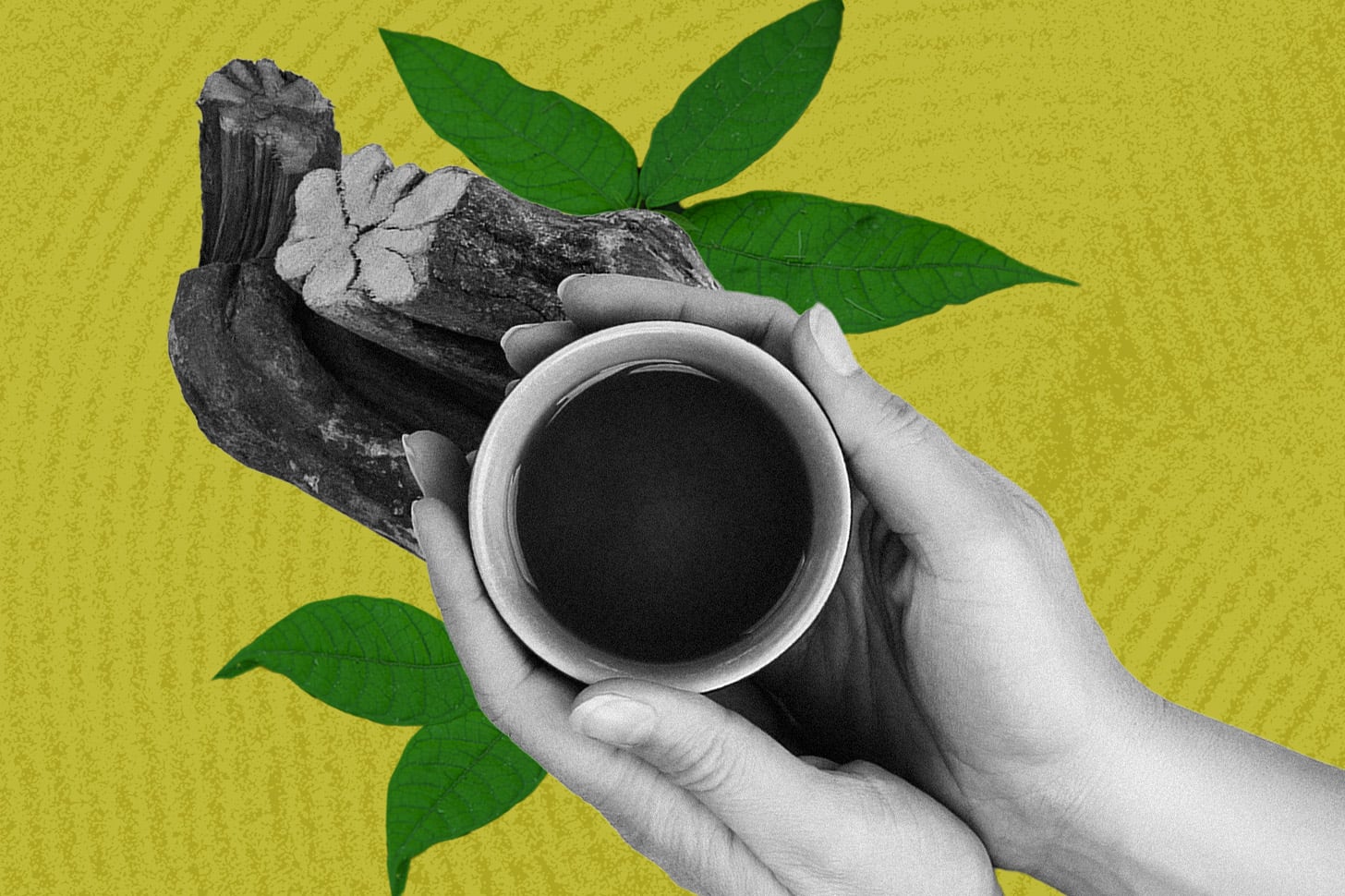 Ayahuasca Retreat experience review
