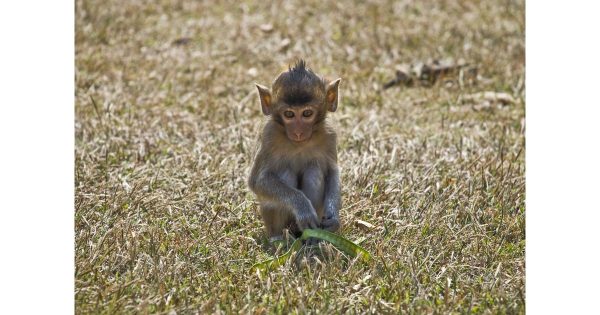 i know a monkey