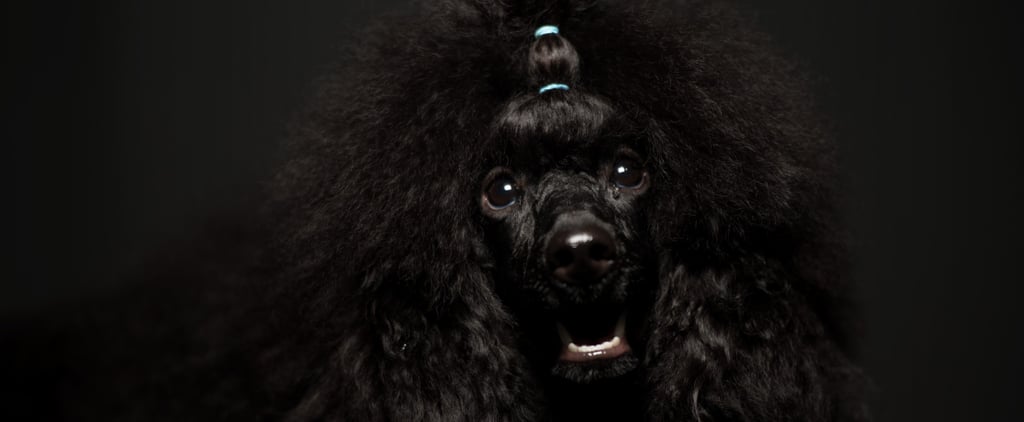 Westminster Dog Show Bracket Challenge 2017