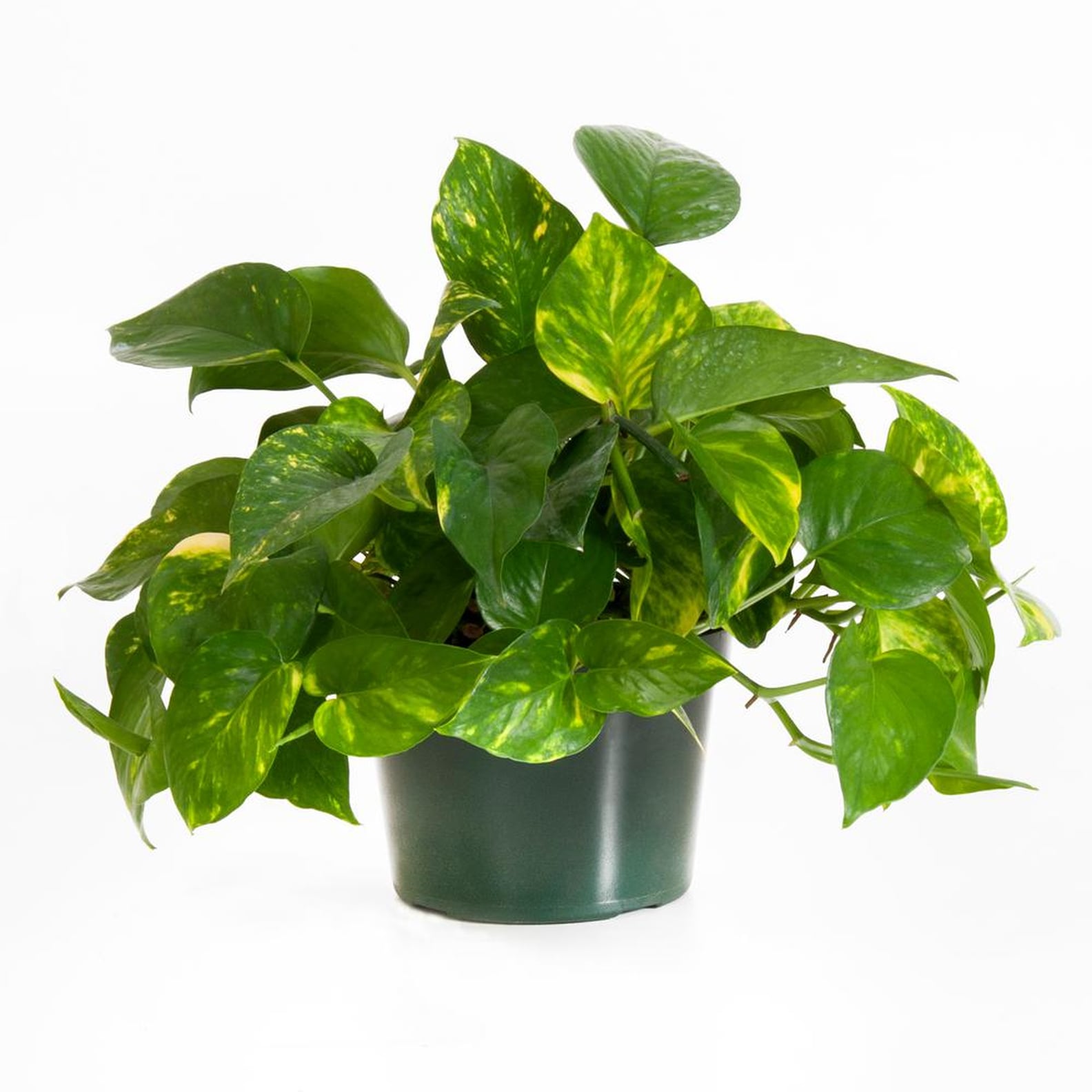 Best Trees and Plants From Home Depot POPSUGAR Home