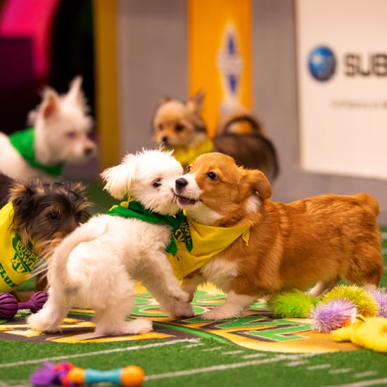 Things You Didn't Know About the Puppy Bowl