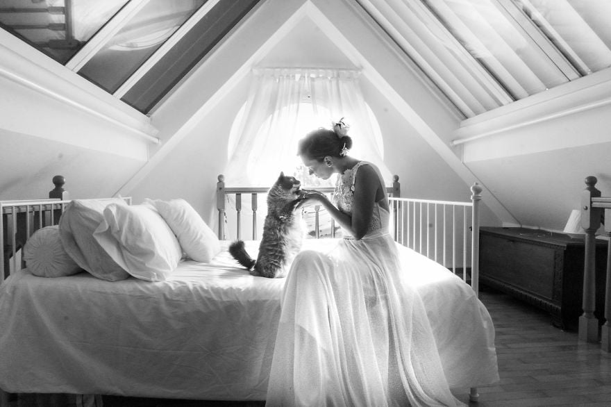 Wedding Photos With Cats