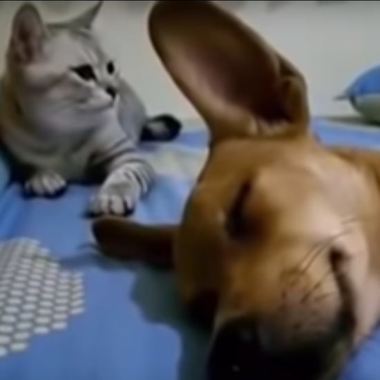 Video of Cat Reacting to a Dog Who Farted in His Sleep