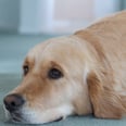 8 Potentially Deadly (and Preventable) Dog Diseases