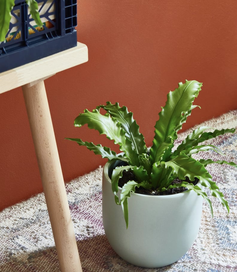 Bird's Nest Fern