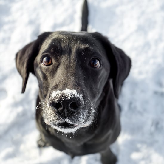 When Is It Too Cold to Take Your Dog Outside?