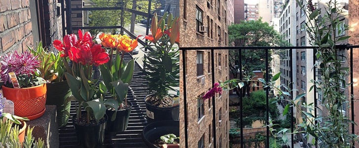 Photos of Fire Escape Gardens