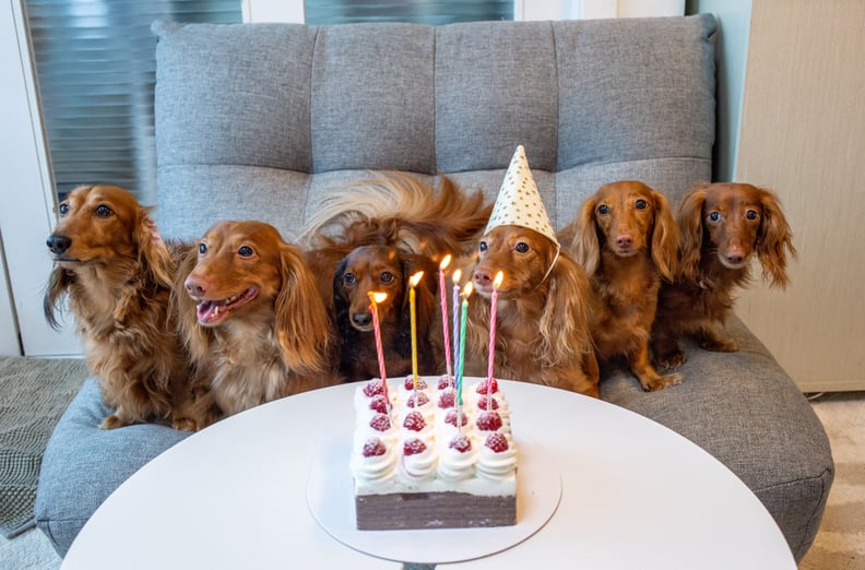 Celebrate your pet's birthday.
