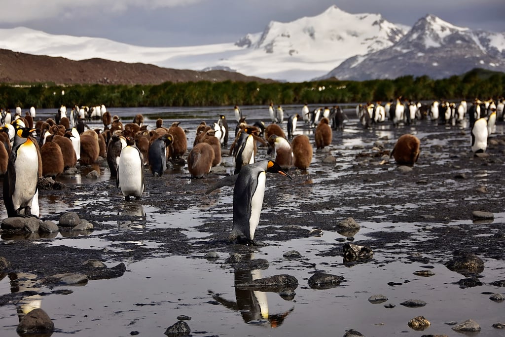 Antarctica King Penguins