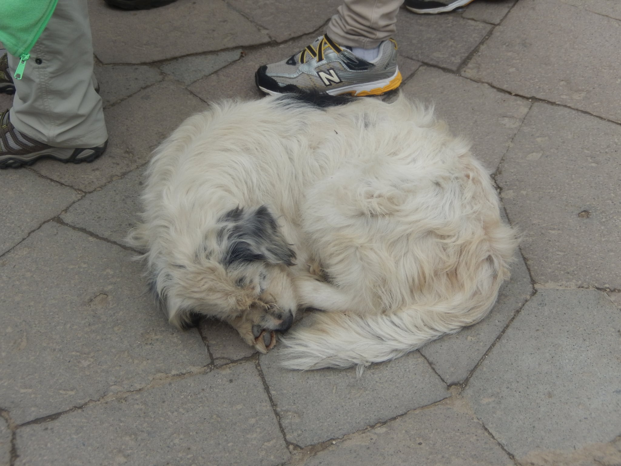 Street Dogs In Peru Popsugar Pets