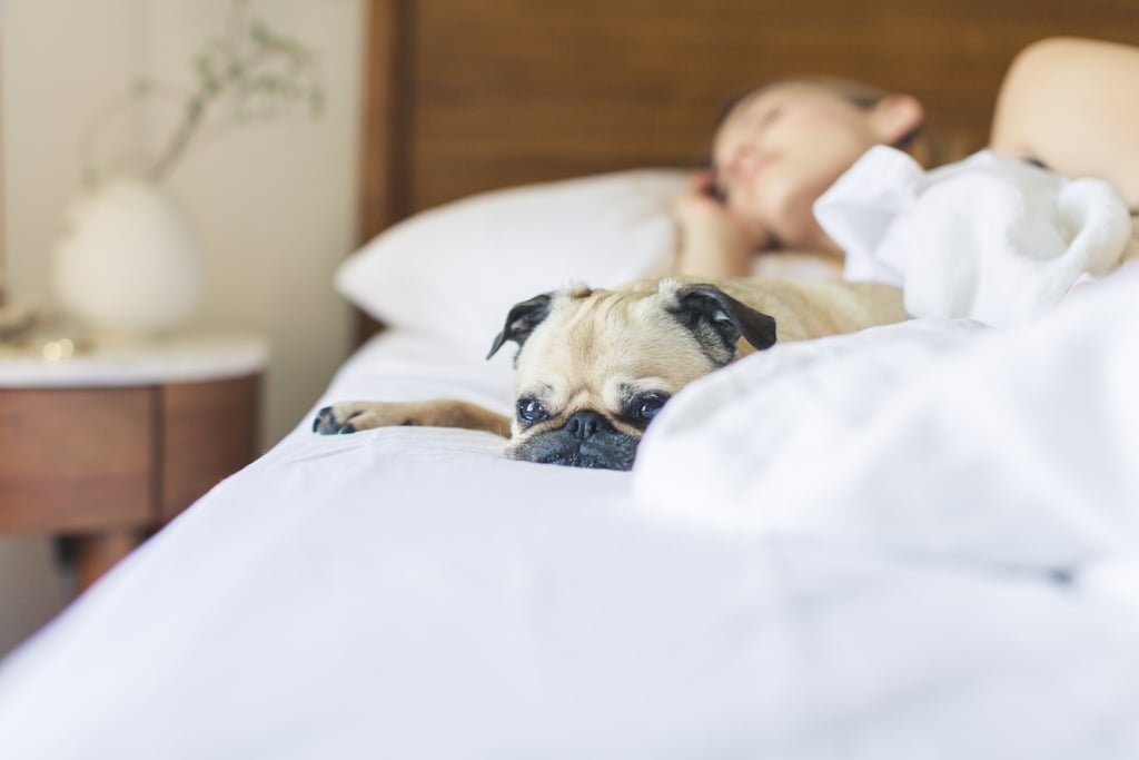 Cute Pictures of Pugs