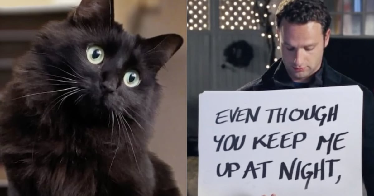 Love Actually Spoof Video About Why We Love Our Cats | PS Pets