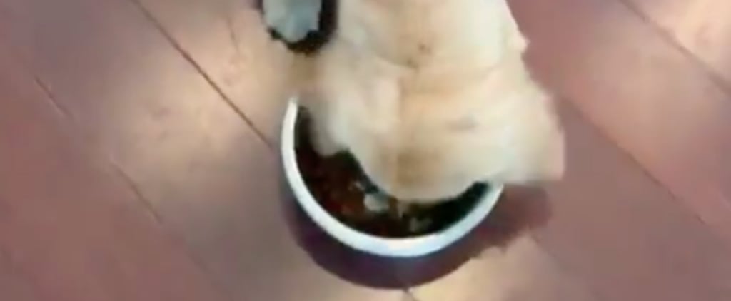 I've Never Seen a Dog Eat Faster Than This Golden Retriever Aptly Named After a Food