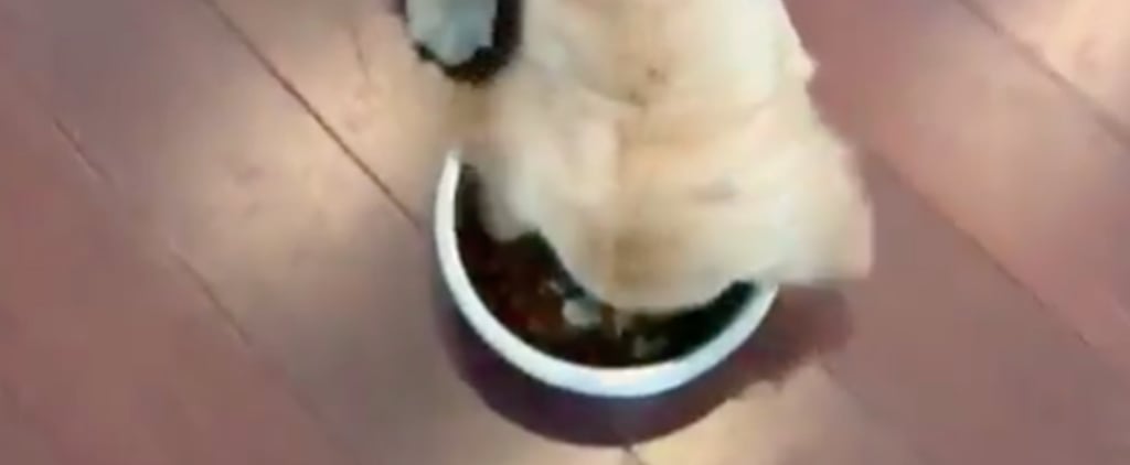 Video of Golden Retriever Who Loves Food Eating Fast