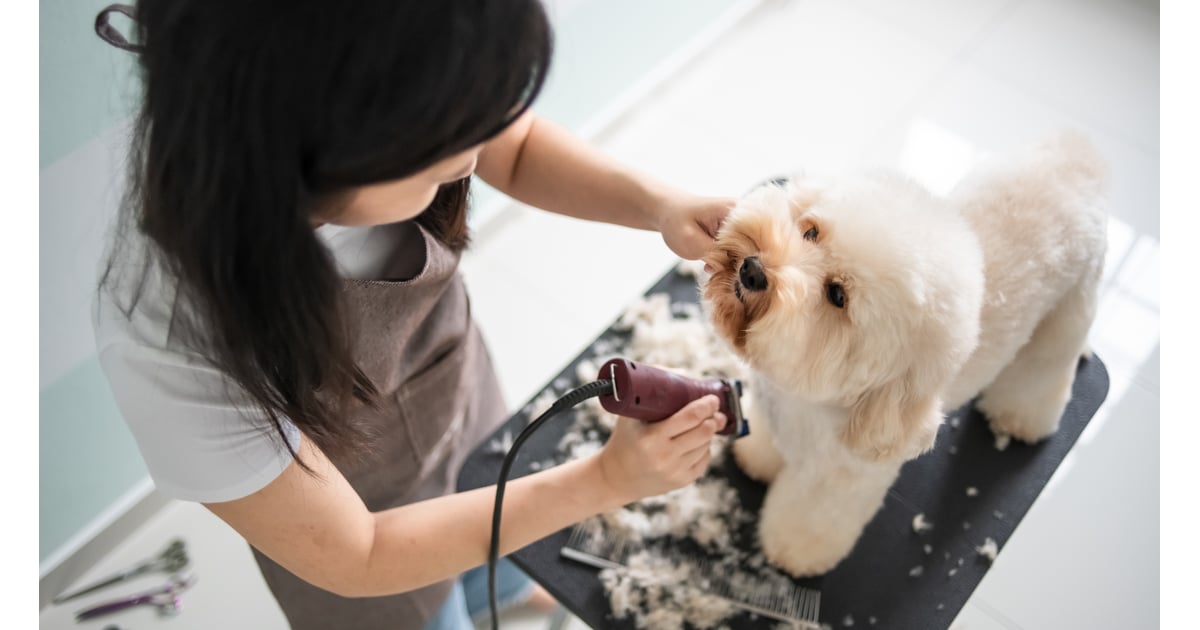 Virgo (Aug. 23Sept. 22) Zodiac Signs That Make the Best Pet Owners