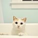 Why Do Cats Love the Bathtub?