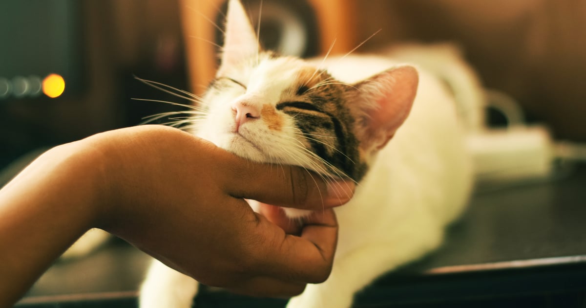 Vaccine That Keeps People From Being Allergic To Cats Popsugar Pets