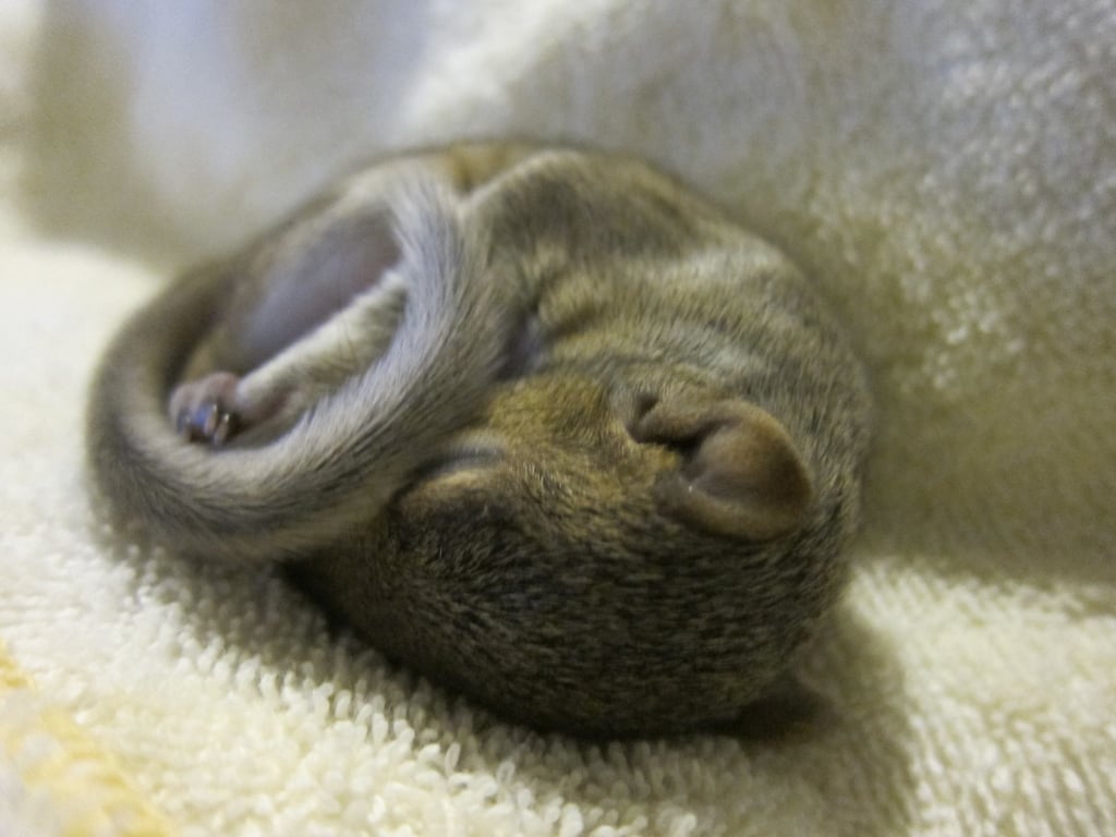 Newborn Squirrel Photo Shoot