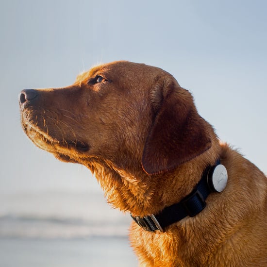 Three Pet-Friendly Gadgets to Keep Furry Friends Healthy