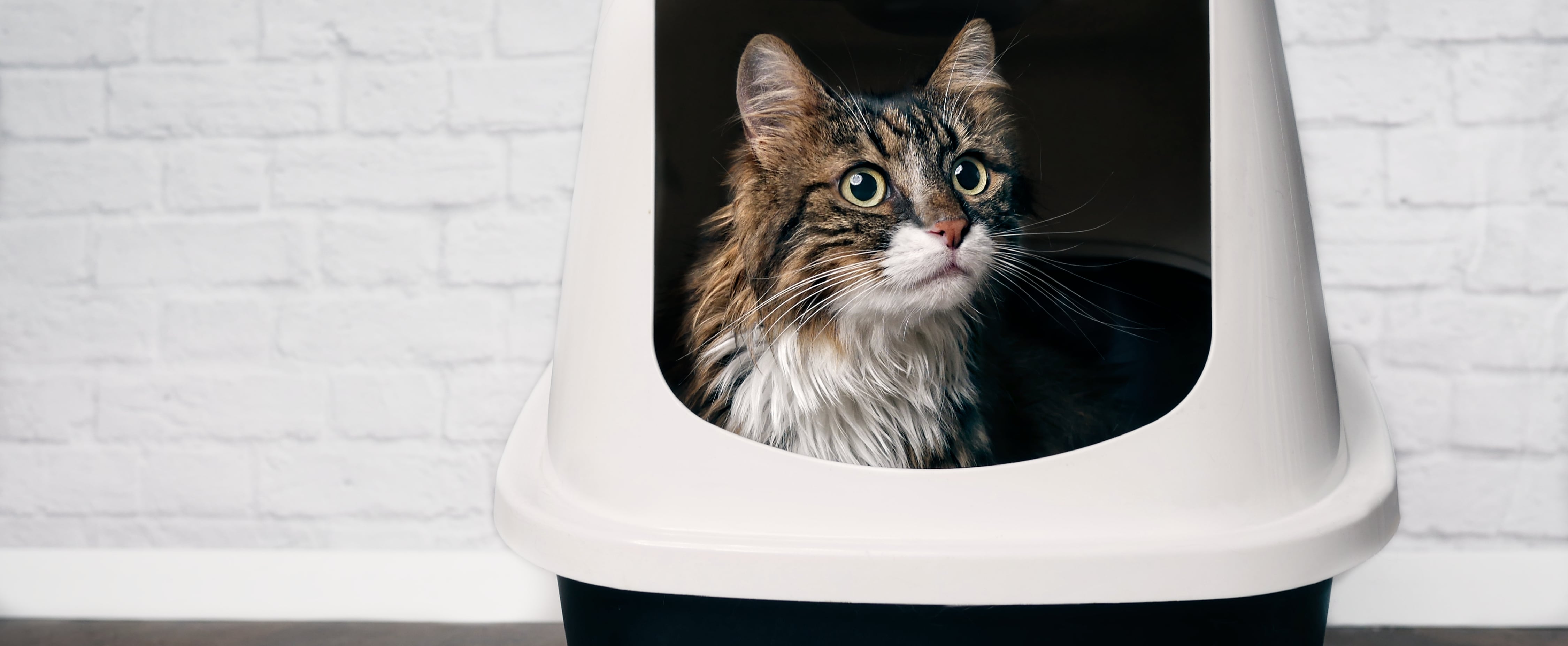 My cat stopped pooping in the litter box clearance