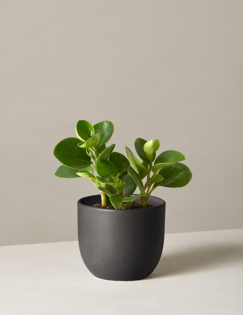 A Low-Light Plant: Peperomia Plant