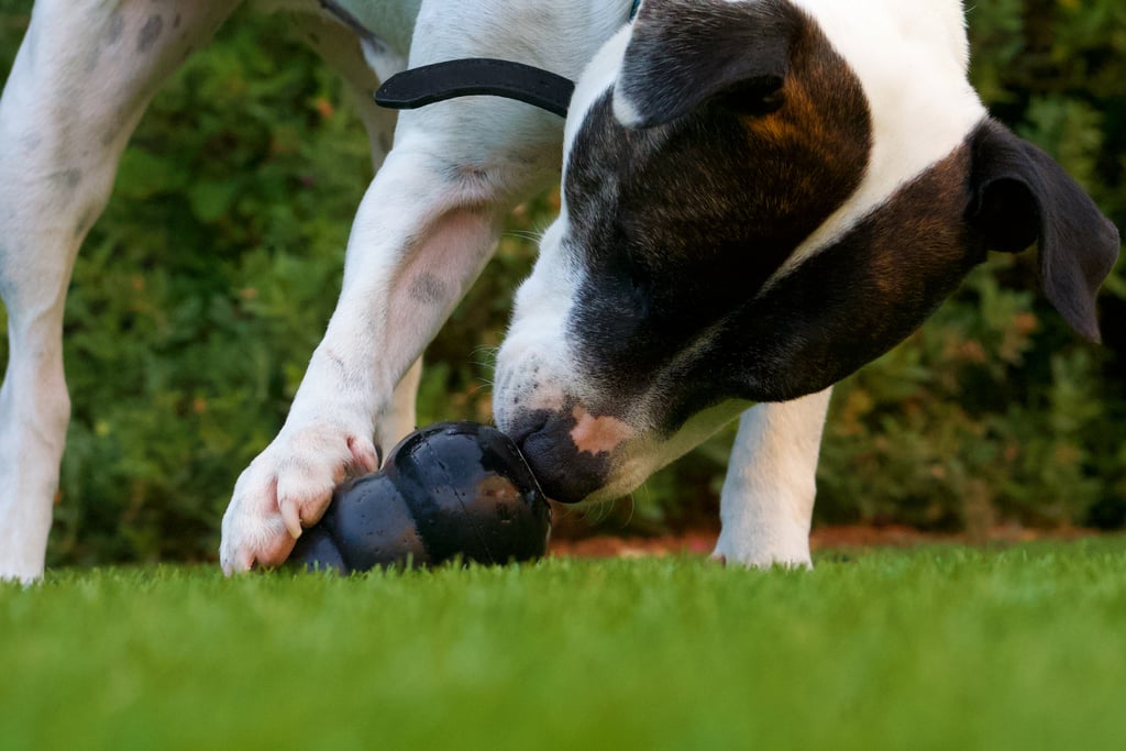 What FirstTime Dog Owners Need to Buy POPSUGAR Pets