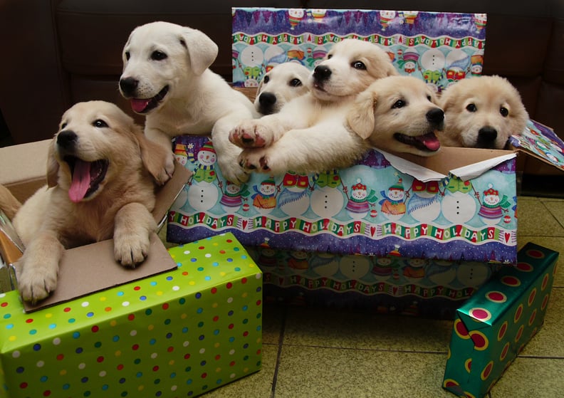 They Deserve All of the Presents!