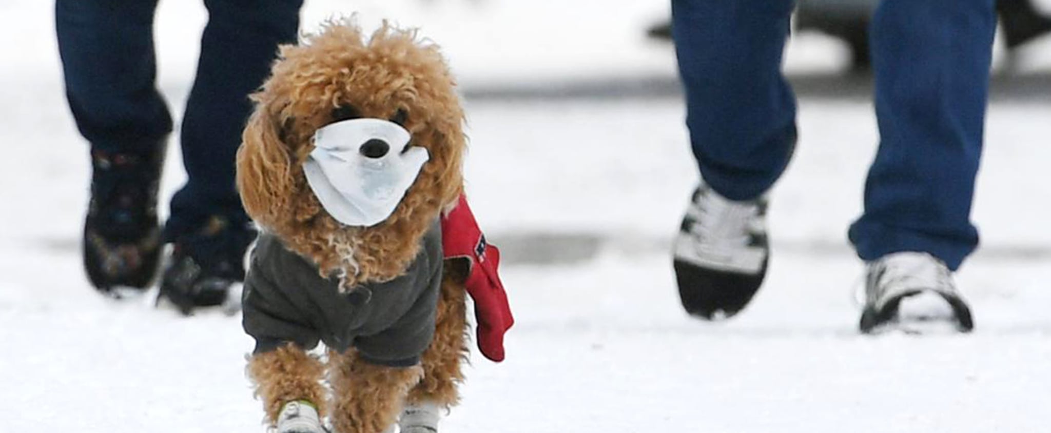 Can Pets Contract Or Spread Coronavirus To Humans Popsugar Pets