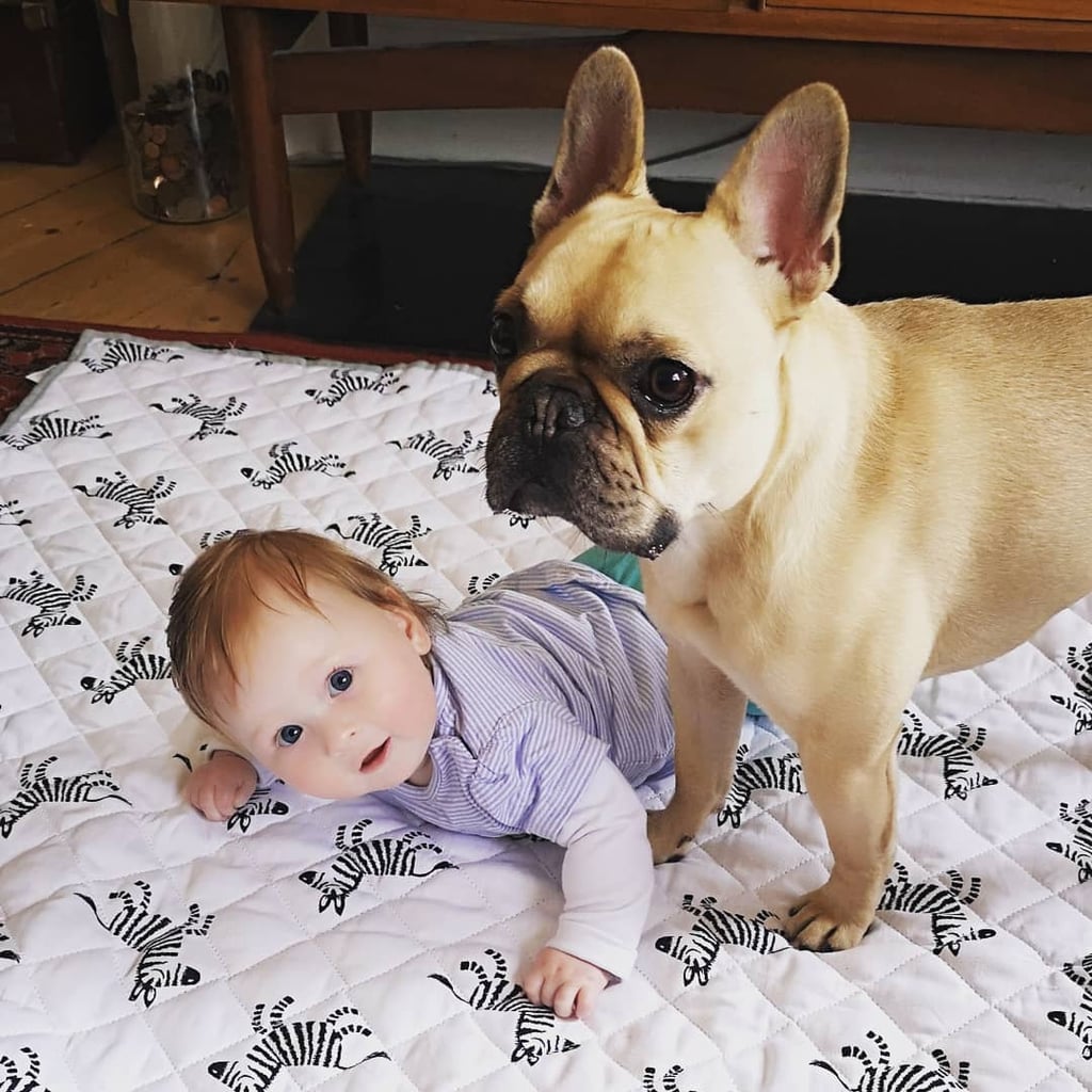 Pictures of French Bulldogs and Babies