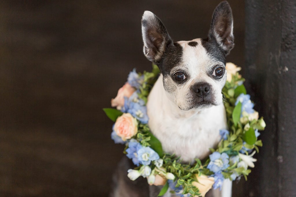 Dogs in Weddings