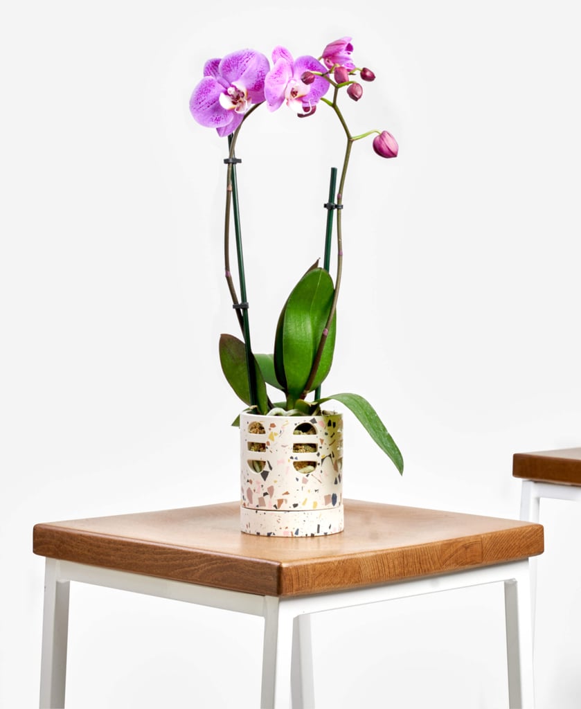 Potted Orchid Phalaenopsis Indoor Plant