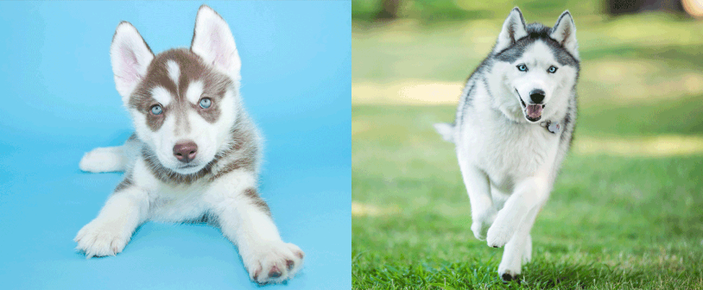 Cute Pictures of Huskies