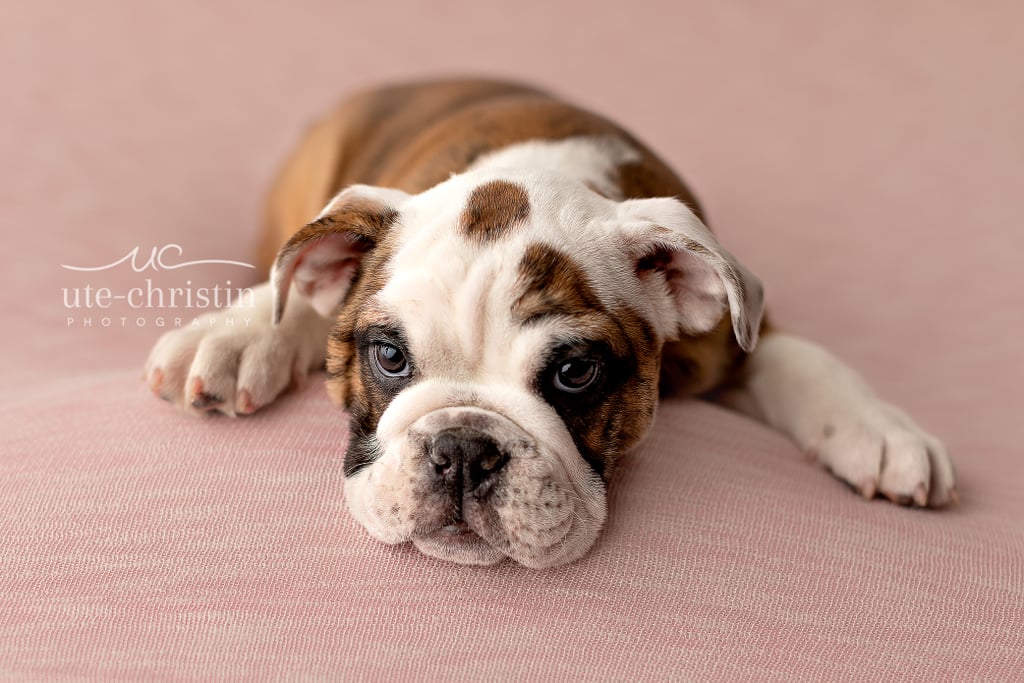 Newborn English Bulldog Puppy Photos For Valentine's Day