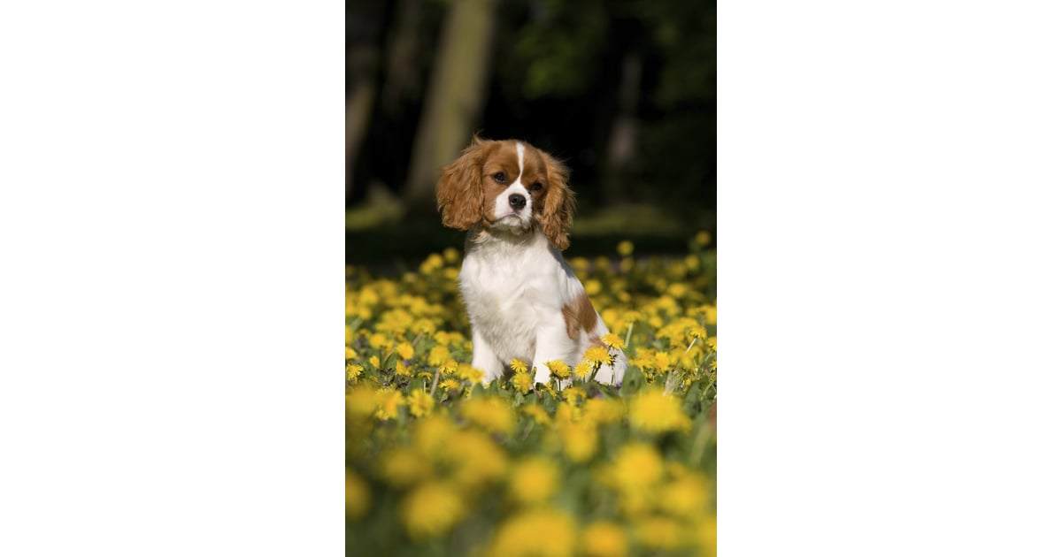 Folded Ears Pictures of Common Ear Shapes For Dogs POPSUGAR Pets