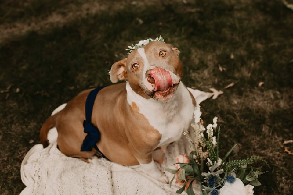 Pit Bull Maternity Shoot Photos