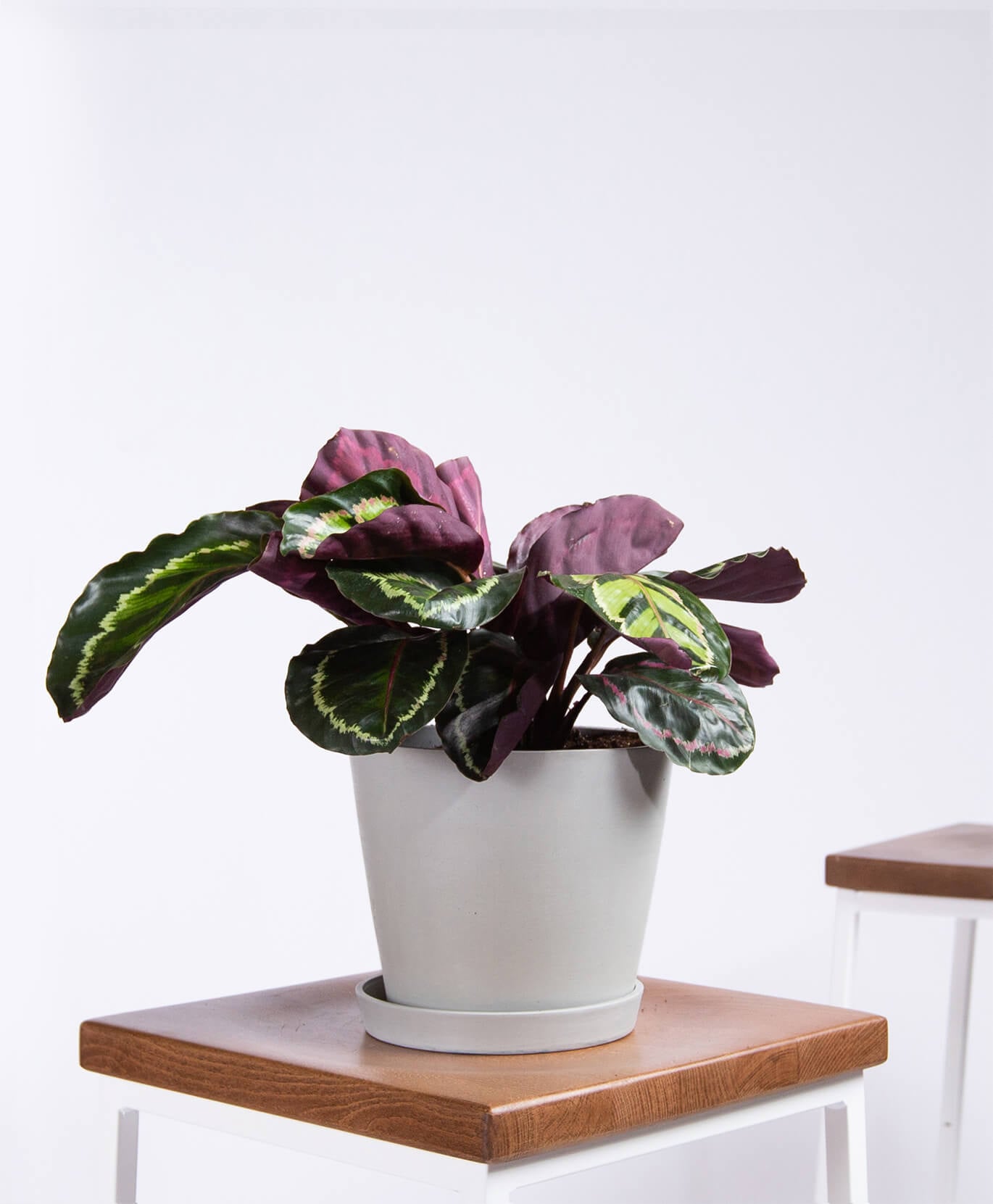 The Best Pet Friendly Plants From Bloomscape Popsugar Home
