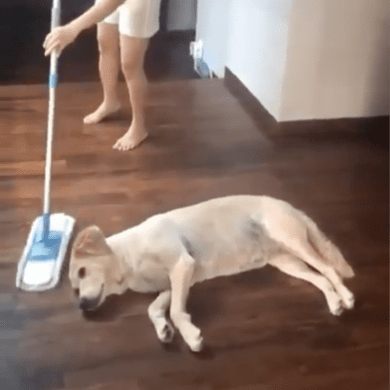 Video of Woman Mopping Around Her Dog