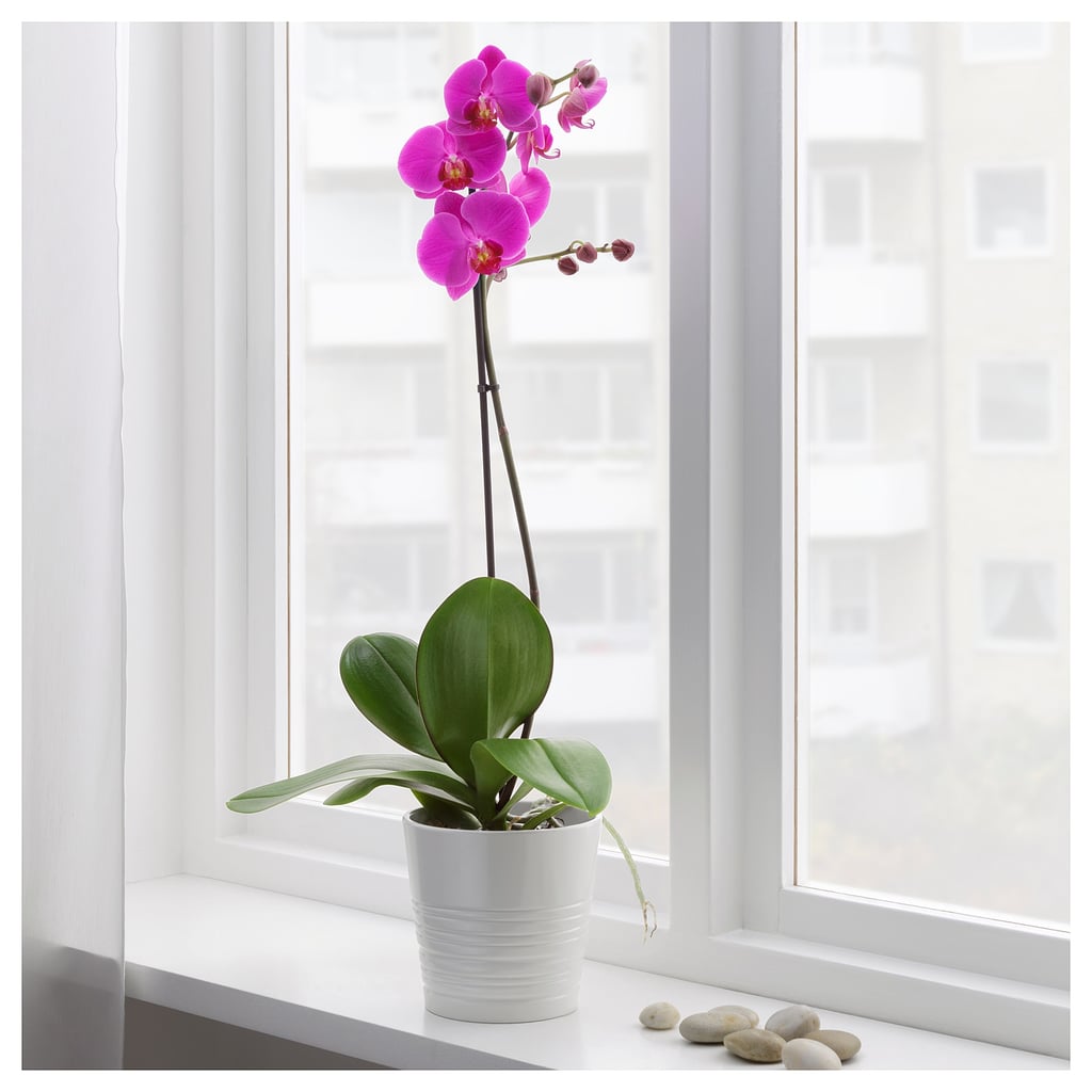 Phalaenopsis Potted Plant