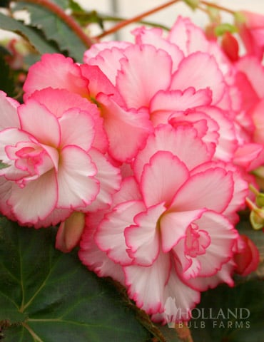 Begonia