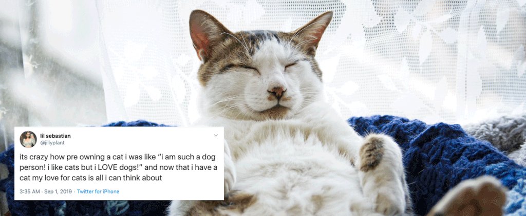 Funny Tweets Only Cat Owners Will Relate To