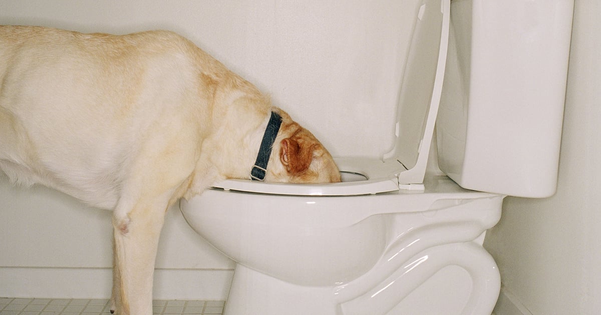My Dog Won't Stop Drinking Out of the Toilet Bowl, So I Asked a Vet For Help