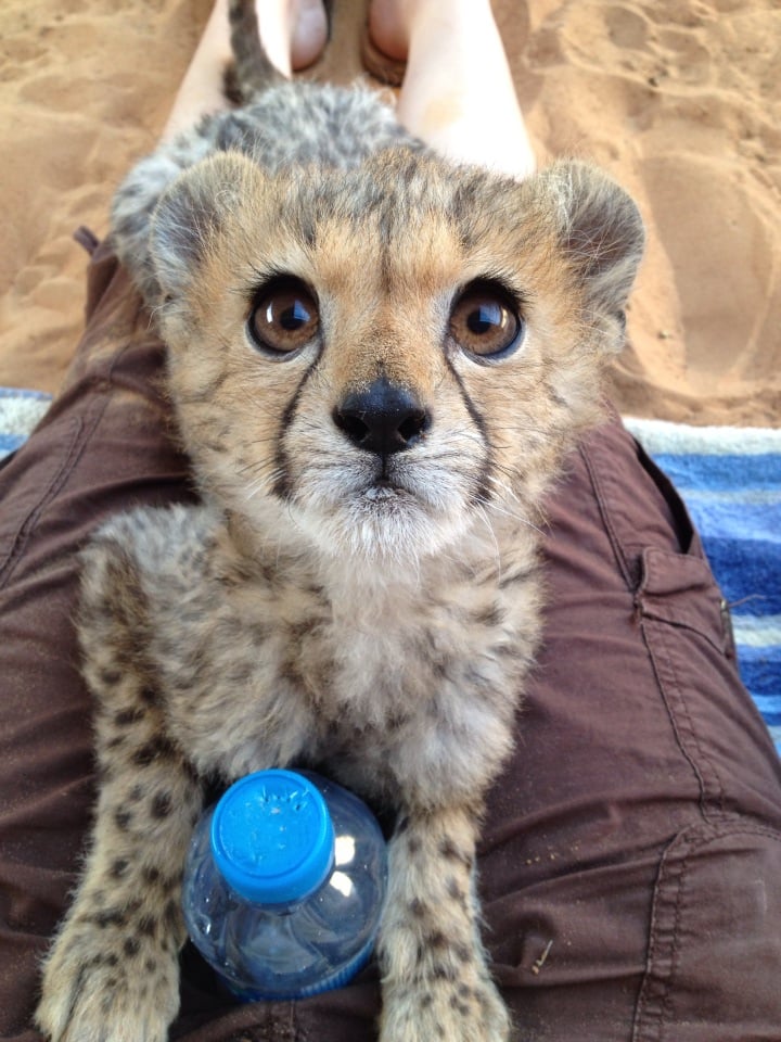 This rescue cheetah