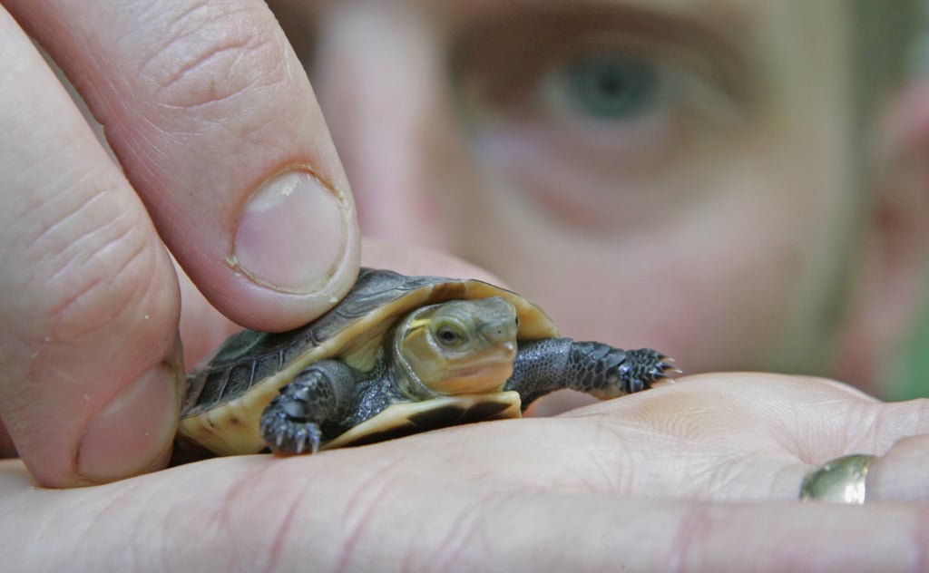 The Scoop: Endangered Chinese Box Turtle Born in Bristol